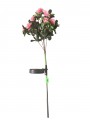Solarne azalie 60 cm